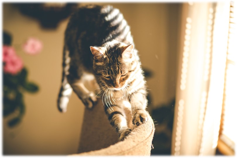 Comment éviter que mon chat griffe mes meubles ?