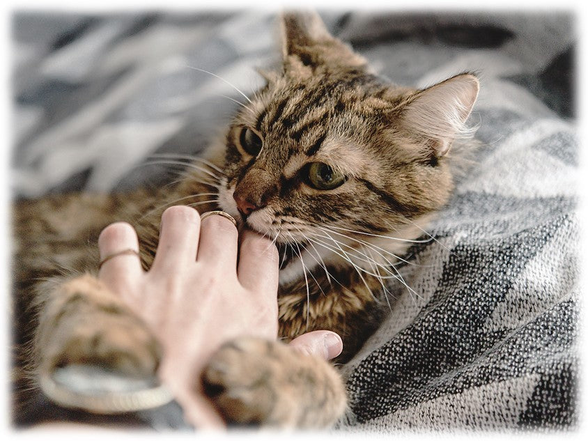 Le syndrome du chat caressé mordeur