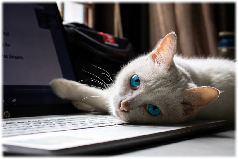 Comment bien vivre avec notre chat en télétravail ?