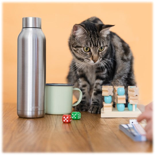 Anthropomorphisme : rétablir quelques vérités sur nos petits chats