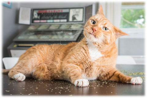Pourquoi mon chat est fou de l'herbe à chat ?