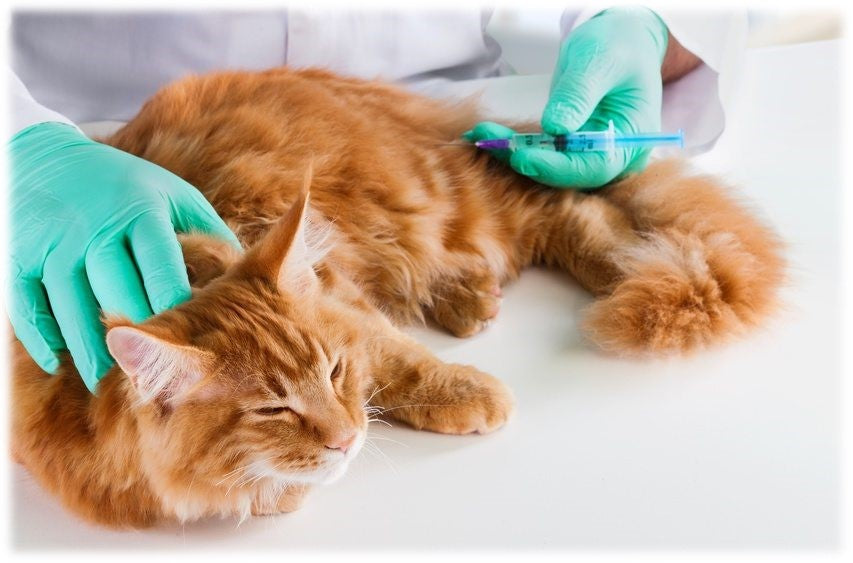 Le chat et le vétérinaire : comment limiter le stress ?