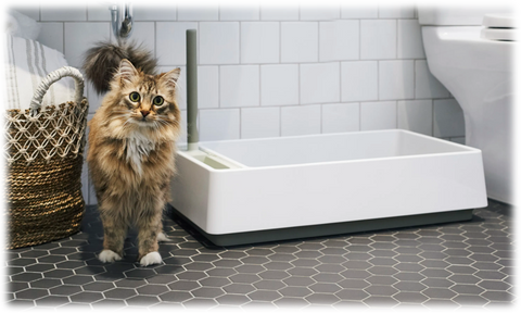 Quelle litière choisir pour mon chat ?