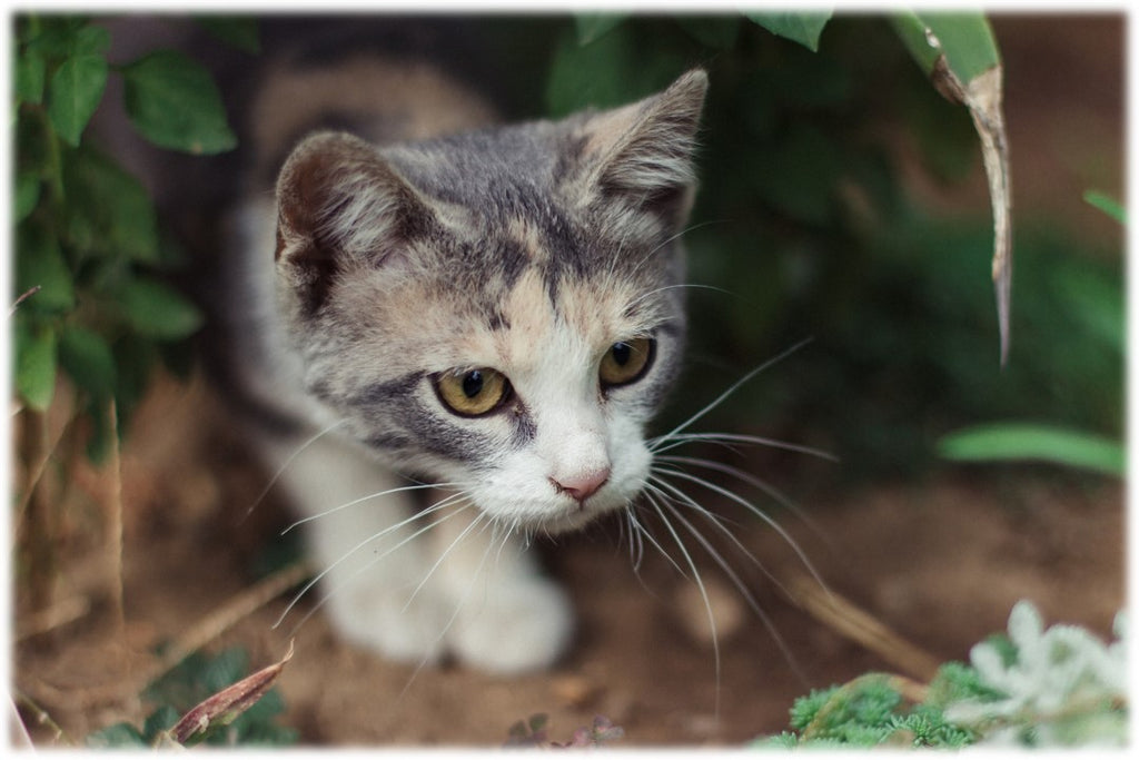 Ce que vous devez savoir avant d'adopter un chat : Les besoins matériels essentiels