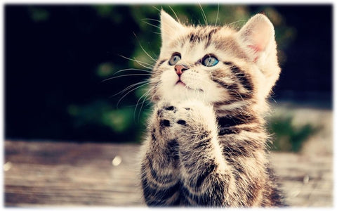 Ce que vous devez savoir avant d'adopter un chat : les 3 commandements