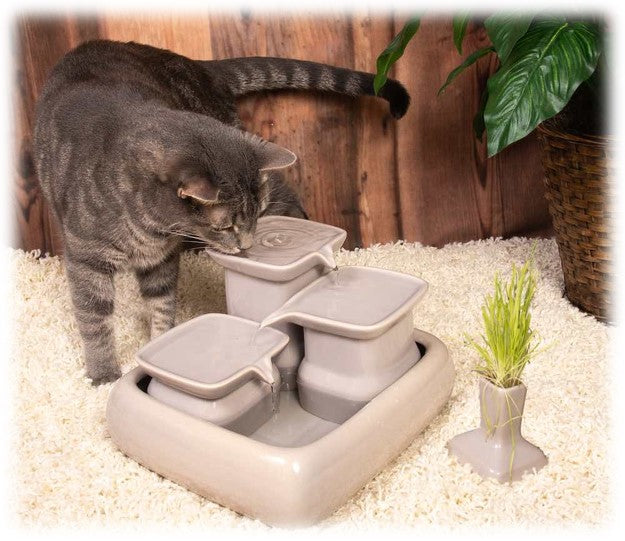 Pourquoi choisir une fontaine à eau pour mon chat ?